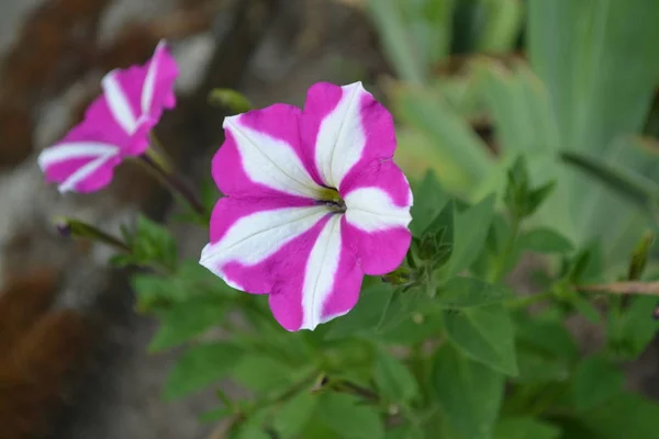 Planta Herbácea Semiarbustiva Perenne Familia Solanaceae Jardinería Flor Petunia Hibrido — Foto de Stock