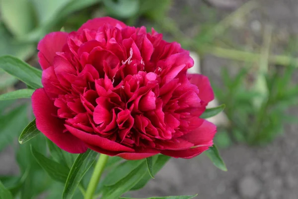 Jardín Macizo Flores Casa Campo Hojas Verdes Arbustos Flower Peony —  Fotos de Stock