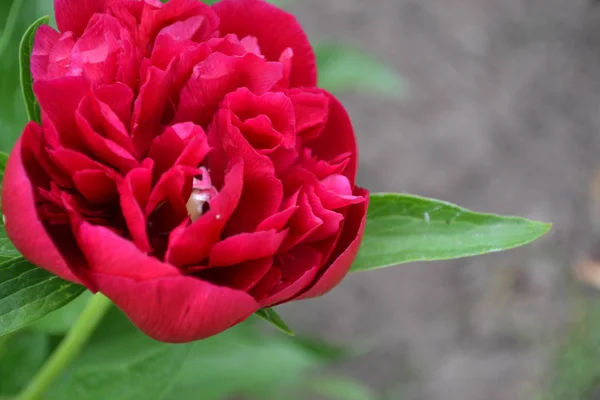 Czerwone Kwiaty Ogrodnictwo Domowy Ogród Kwietnik Dom Pole Farma Zielone — Zdjęcie stockowe