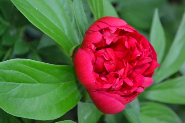 Ogrodnictwo Dom Ogród Klomb Zielone Liście Kwiat Piwonii Paeonia Byliny — Zdjęcie stockowe