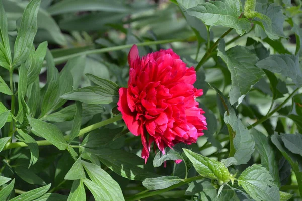 Gardening Home garden. Flower Peony. Paeonia, herbaceous perennials and deciduous shrubs. Red flowers