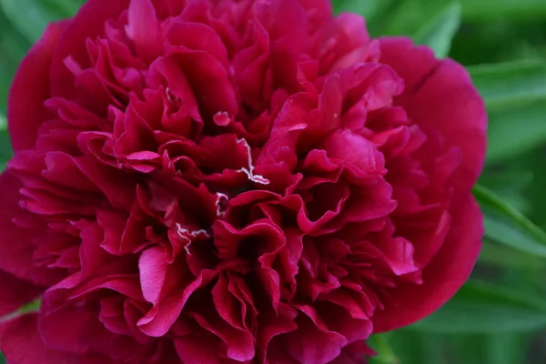Home garden, bed. Flower Peony. Gardening. Paeonia, herbaceous perennials and deciduous shrubs. Red flowers