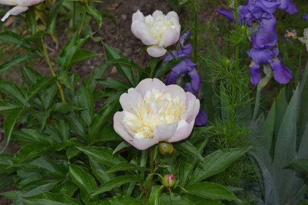 Giardino Casa Aiuola Giardinaggio Foglie Verdi Cespugli Peonia Dei Fiori — Foto Stock