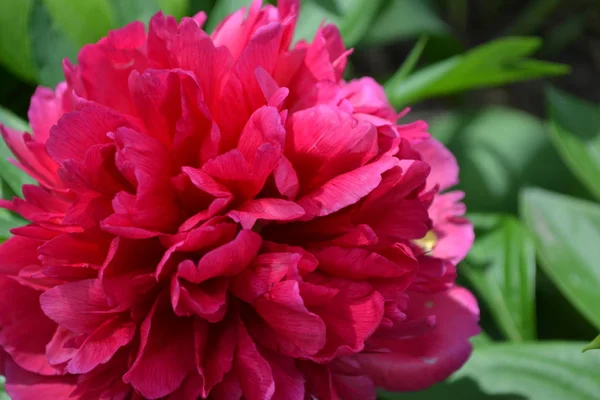 Domowy Ogród Kwietnik Ogrodnictwo Zielone Liście Kwiat Piwonii Paeonia Byliny — Zdjęcie stockowe