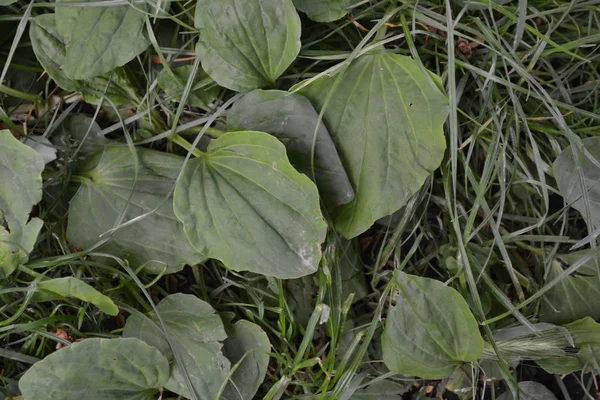 Trädgårdsträdgård Blomstersäng Huset Gröna Löv Buskar Plantain Plantago Major Perenn — Stockfoto