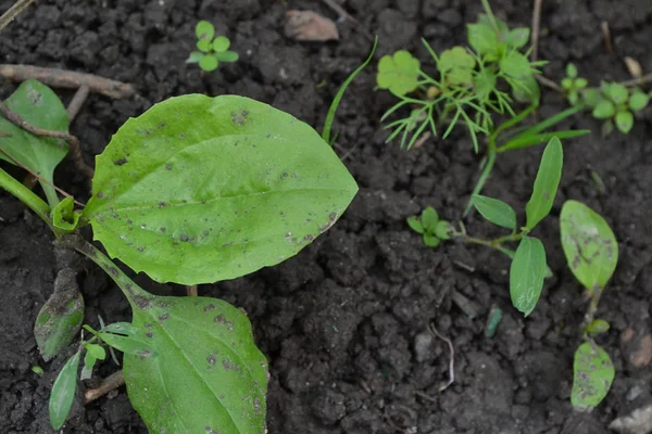 Valuable Medicinal Plant Gardening Home Garden Green Leaves Bushes Plantain — ストック写真