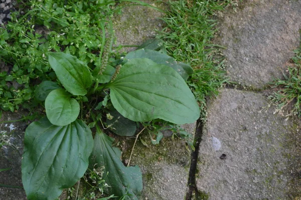 Planta Medicinal Valiosa Plantain Plantago Major Uma Erva Perene Família — Fotografia de Stock