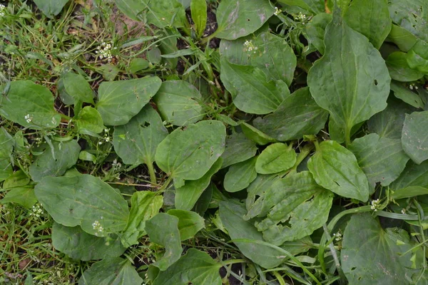 Jardinagem Casa Jardim Cama Folhas Verdes Arbustos Plantain Plantago Major — Fotografia de Stock