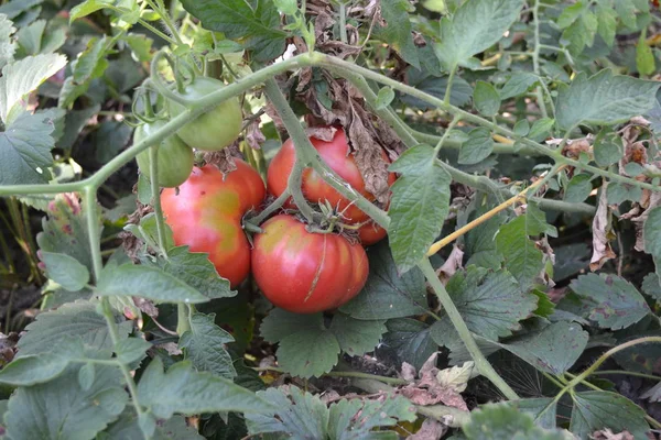 ガーデニング 緑だ赤い野菜トマトSolanum Lycopersicum 草本植物 ソラヌム属おいしさと健康 — ストック写真