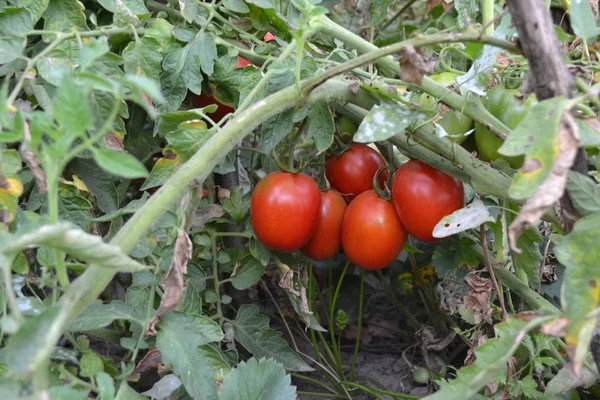 Home garden, flower bed. Gardening. Green leaves. Red vegetables. A tomato. Solanum lycopersicum, herbaceous plant, genus Solanum. Tasty and healthy