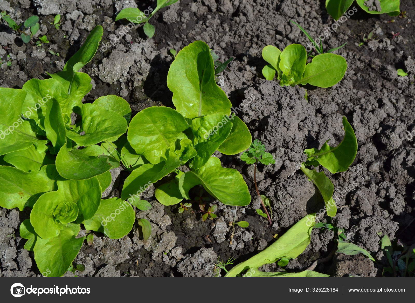 Vegetable, Herbaceous, Bedding Plants & Flowers