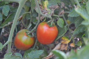 Bahçıvanlık. Ev bahçesi, çiçek tarlası. - Ev. Yeşil yapraklar, çalılar. Kırmızı sebze. Bir domates. Solanum lycopersicum, bitkisel bitki, Solanum cinsi. Lezzetli ve sağlıklı