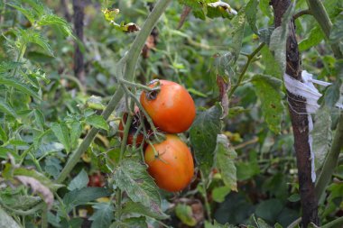 Bahçıvanlık. Kırmızı sebze. Domates. Solanum lycopersicum, bitkisel bitki, Solanum cinsi