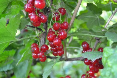Home garden, flower bed. House, field. Green leaves, bushes. Red juicy berries. Tasty and healthy. Red currant, ordinary, garden. Small deciduous shrub family Grossulariaceae