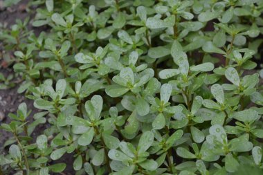 Gardening. Green. Purslane, annual herbaceous succulent plants. Portulaca oleracea