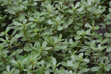 Gardening. Home garden, flower bed. Green leaves. Purslane, annual herbaceous succulent plants. Portulaca oleracea