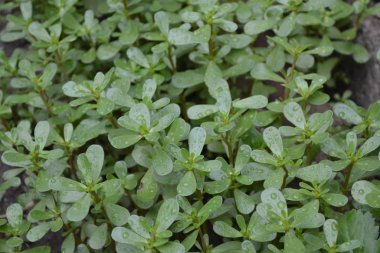 Gardening. Home. Green leaves. Purslane, annual herbaceous succulent plants. Portulaca oleracea