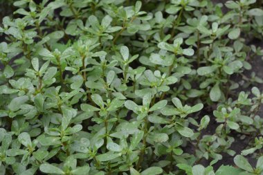 Bahçıvanlık. Ev bahçesi, çiçek tarlası. - Ev. Yeşil yapraklar, çalılar. Purslane, yıllık bitkisel sulu bitkiler. Portekizce oleracea