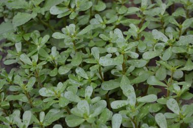 Ev bahçesi, çiçek tarlası. Bahçıvanlık. Ev, tarla, çiftlik, köy. Yeşil yapraklar, çalılar. Purslane, yıllık bitkisel sulu bitkiler. Portekizce oleracea. Lezzetli ve sağlıklı