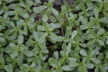 Ev bahçesi, çiçek tarlası. Bahçıvanlık. Yeşil yapraklar, çalılar. Purslane, yıllık bitkisel sulu bitkiler. Portekizce oleracea. Lezzetli, sağlıklı