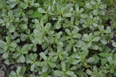 Ev bahçesi, çiçek tarlası. Bahçıvanlık. Yeşil yapraklar, çalılar. Purslane, yıllık bitkisel sulu bitkiler. Portekizce oleracea. Lezzetli ve sağlıklı