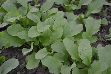 Ev bahçesi, çiçek tarlası. Yeşil. Raphanus sativus. Turp, sebze, sebze kökü. Lezzetli salata, çorba. Young şut çekiyor. Lezzetli ve sağlıklı