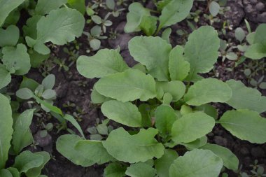 - Eve. Yeşil yapraklar. Raphanus sativus. Turp, sebze, sebze kökü. Lezzetli salata, çorba. Young şut çekiyor. Lezzetli ve sağlıklı