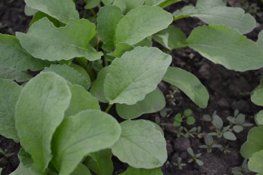- Eve. Ev, tarla, çiftlik. Yeşil yapraklar, çalılar. Raphanus sativus. Turp, sebze, sebze kökü. Lezzetli salata, çorba. Young şut çekiyor. Lezzetli ve sağlıklı