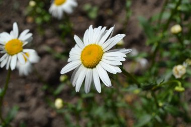Yeşil yapraklar, çalılar. Bahçe işleri, bahçe, çiçek tarhı. - Ev. Papatya çiçeği, papatya çayı. Asteraceae ailesinin Matricaria Daimi Çiçek Bitkisi. Beyaz çiçekler