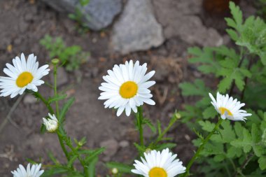 Home garden.  Gardening. Daisy flower, chamomile. Matricaria Perennial flowering plant of the Asteraceae family. Beautiful, delicate inflorescences. White flowers clipart