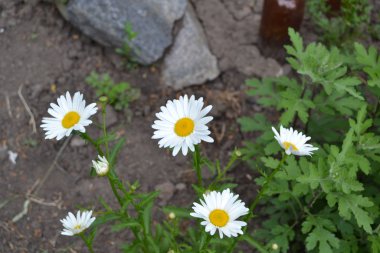 - Eve. Bahçıvanlık. Papatya çiçeği, papatya çayı. Asteraceae ailesinin Matricaria Daimi Çiçek Bitkisi. Güzel, narin cilt bakımı. Beyaz çiçekler