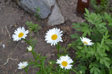 Home.  Gardening. Daisy flower, chamomile. Matricaria Perennial flowering plant of the Asteraceae family. Beautiful, delicate inflorescences. White flowers clipart