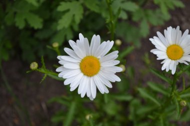 - Eve. Papatya çiçeği, papatya çayı. Asteraceae ailesinin Matricaria Daimi Çiçek Bitkisi. Güzel, narin cilt bakımı. Beyaz çiçekler