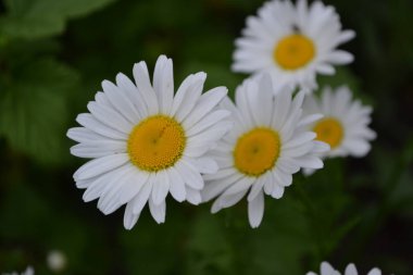 - Eve. Bahçıvanlık. Papatya çiçeği, papatya çayı. Matricaria Daimi Çiçek Bitkisi. Güzel, narin cilt bakımı. Beyaz çiçekler