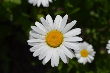 Beyaz çiçekler. Bahçıvanlık. Daisy, papatya çayı. Asteraceae ailesinin Matricaria Daimi Çiçek Bitkisi. Güzel, narin cilt bakımı
