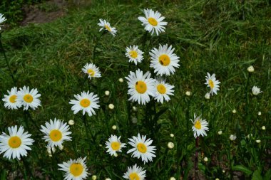 Beyaz çiçekler. Yeşil yapraklar, çalılar. Bahçe işleri, bahçe, çiçek tarhı. - Ev. Papatya çiçeği, papatya çayı. Asteraceae familyasının daimi çiçek açan bitkisi.