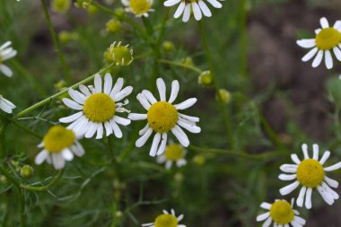- Eve. Daisy, papatya çayı. Matricaria chamomilla. Yıllık otçul bitki. Güzel, narin cilt bakımı. Beyaz çiçekler