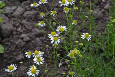 Bahçıvanlık. Daisy, papatya çayı. Matricaria chamomilla. Yıllık otçul bitki. Beyaz çiçekler