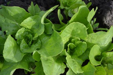 Ev bahçesi, çiçek tarlası. Marul salatası. Bahçıvanlık. Lactuca sativa. Yıllık otçul bitki. Lezzetli, sağlıklı. Genç ateş ediyor.