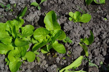 Ev bahçesi, çiçek tarlası. Marul salatası. Lactuca sativa. Yıllık otçul bitki. Sebze kültürü. Vitamin yeşili. Lezzetli, sağlıklı. Genç ateş ediyor.
