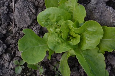 Ev, tarla, çiftlik, köy. Marul salatası. Lactuca sativa. Yıllık otçul bitki. Sebze kültürü. Vitamin yeşili. Lezzetli ve sağlıklı. Genç ateş ediyor.