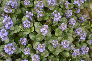 Yeşil yapraklar, çalılar, halı. Bahçıvanlık. Ev bahçesi, çiçek tarlası. Ev, tarla, çiftlik, köy. Ajuga sürüngenleri. Ebedi otçul bitki. Bal bitkisi Mavi kızılötesi, hoş bir koku.