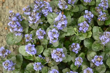 Yeşil yapraklar, çalılar, halı. Bahçıvanlık. Ev bahçesi, çiçek tarlası. Ev, tarla, çiftlik. Ajuga sürüngenleri. Ebedi otçul bitki. Bal bitkisi Mavi kızılötesi, hoş bir koku.