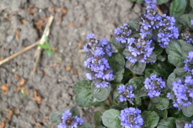Yeşil yapraklar, çalılar, halı. Bahçıvanlık. Ev bahçesi, çiçek tarlası. Ev, tarla. Ajuga sürüngenleri. Ebedi otçul bitki. Bal bitkisi Mavi kızılötesi, hoş bir koku.