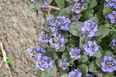 Yeşil yapraklar, çalılar, halı. Bahçıvanlık. Ev bahçesi, çiçek tarlası. - Ev. Ajuga sürüngenleri. Ebedi otçul bitki. Bal bitkisi Mavi kızılötesi, hoş bir koku.