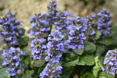 Yeşil. Bahçıvanlık. Ajuga sürüngenleri. Ebedi otçul bitki. Mavi kızılötesi, hoş bir koku.