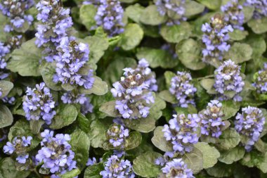 Bal bitkisi Bahçıvanlık. Ajuga sürüngenleri. Ebedi otçul bitki. Mavi kızılötesi, hoş bir koku.