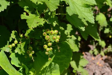 Mavi böğürtlen Yeşil yapraklar, çalılar. Bahçe Bahçesi. Frenk üzümü. Ribes Nigrum. Tatlı böğürtlen. Meyve suyu, komposto, reçel