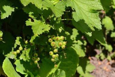 Mavi böğürtlen Yeşil yapraklar, çalılar. Bahçecilik, bahçe, yatak. Frenk üzümü. Ribes Nigrum. Tatlı böğürtlen. Meyve suyu, komposto, reçel