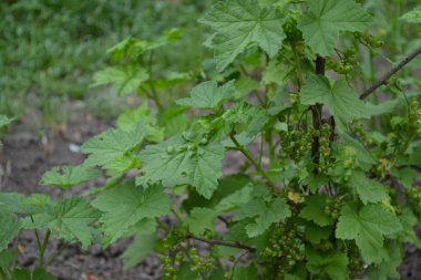 Yeşil yapraklar, çalılar. Frenk üzümü. Ribes Nigrum. Tatlı böğürtlen. Böğürtlen
